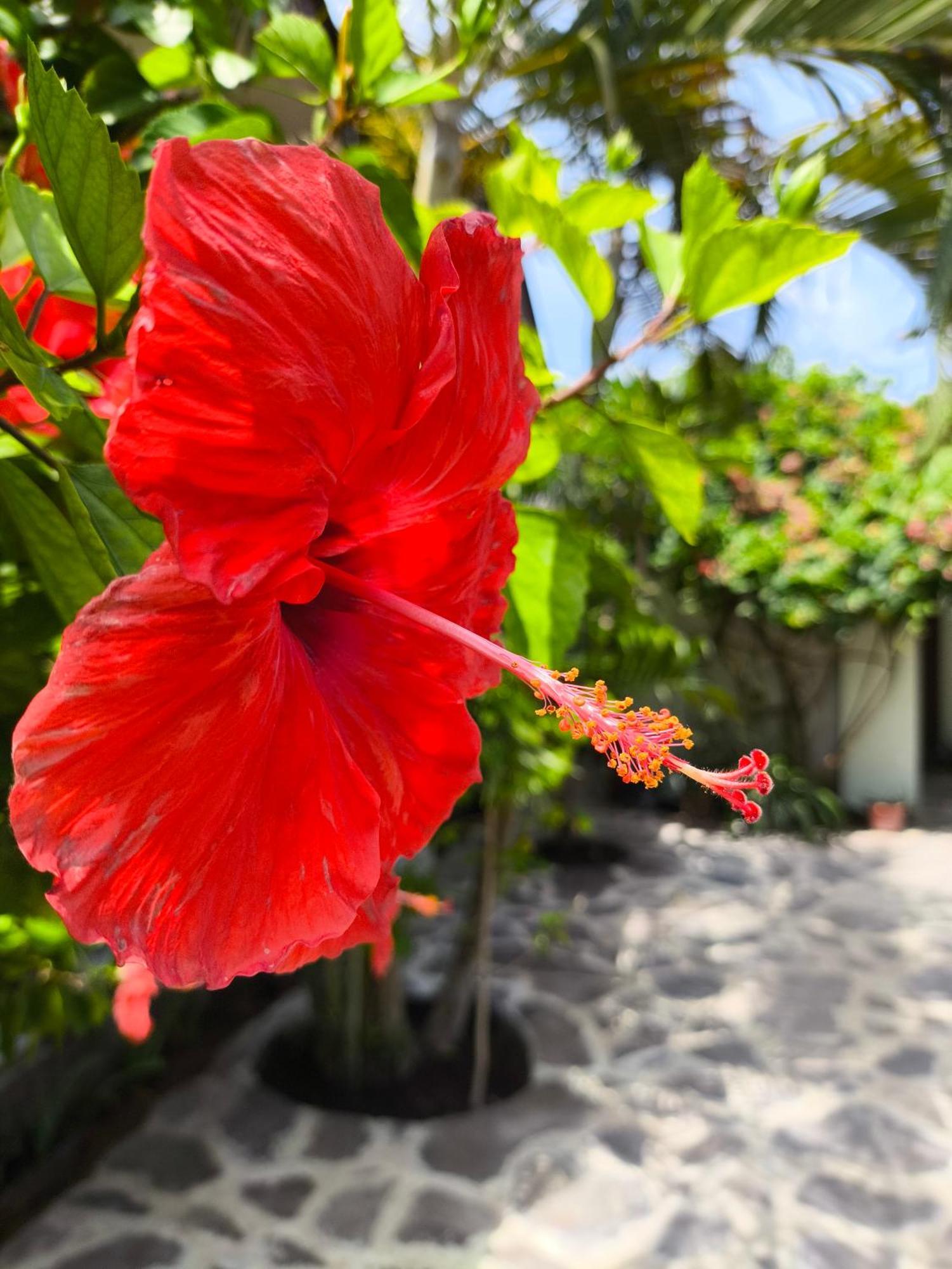Gili Mesari Cottages & Homestay Quần đảo Gili Ngoại thất bức ảnh